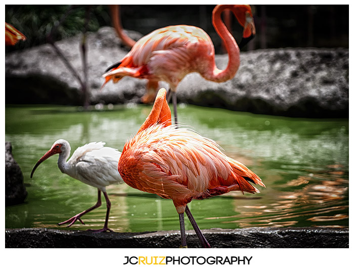 Zoo Miami Flamingo