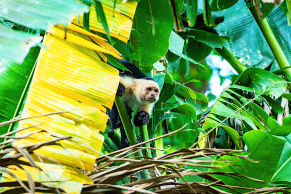 white faced capuchin