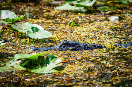 Florida Everglades Alligator