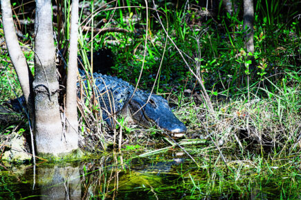 American alligator