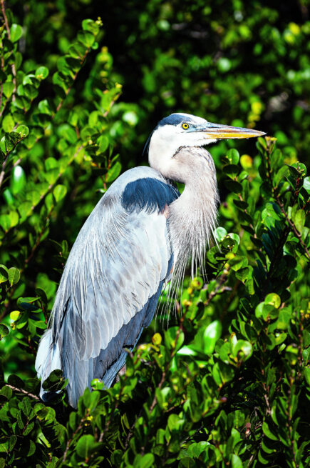 great blue heron