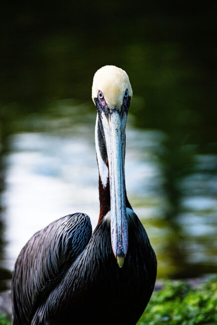 brown pelican