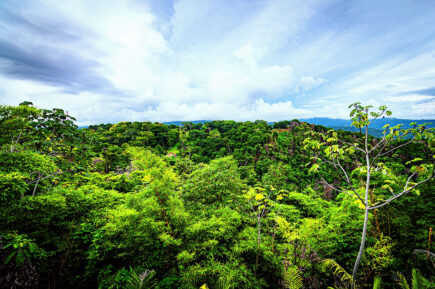 rainforest in Costa Rica