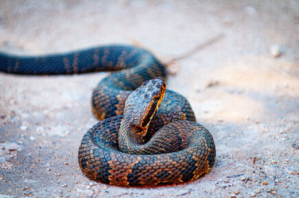 cottonmouth snake