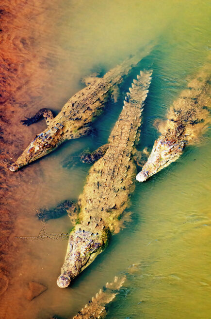 tarcoles river crocodiles