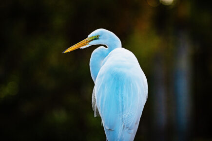 egret