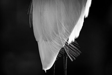 egret feathers