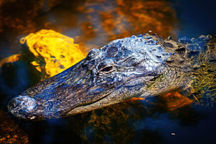 Florida Everglades Alligator