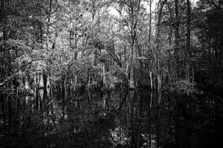 Everglades Swamp