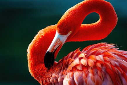 pink flamingo preening