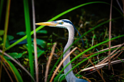 Great Blue Heron